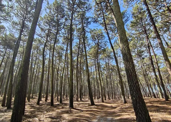 Semesterbostad Casa Amarela Cortegaça